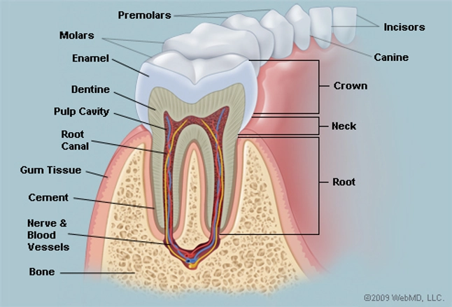 Human Teeth Diagram Labeled