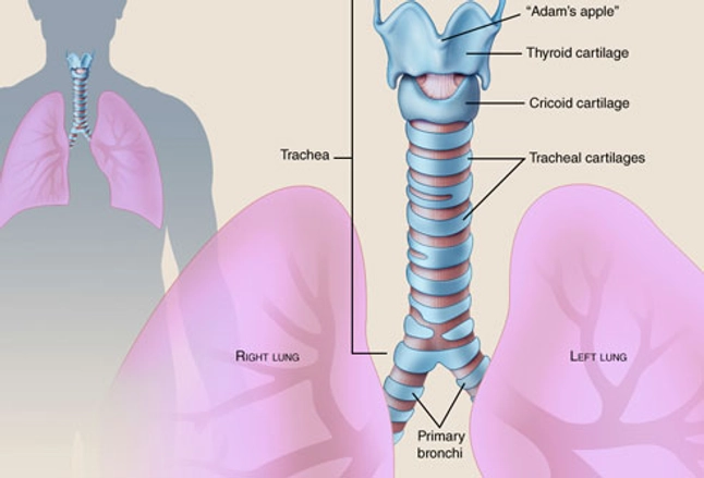 The Trachea Human Anatomy Picture Function Conditions And More
