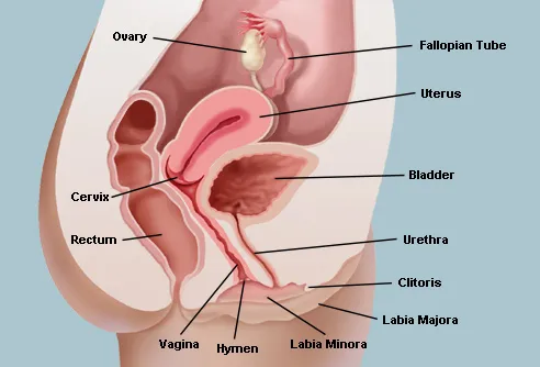 The Vagina & Vulva (Female Anatomy): Pictures, Parts ...