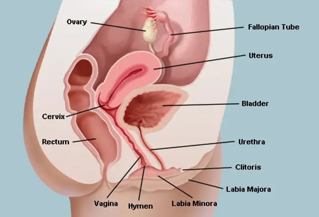 photo of female genital anatomy