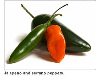 jalapeno and serrano peppers