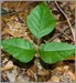 Climate Change Brings Super Poison Ivy