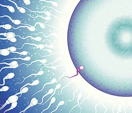 sperm fertilizing egg