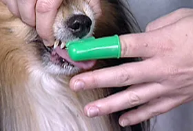 dog toothbrush glove