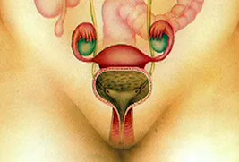 female anatomhy illustration