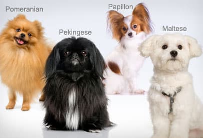 Dog Breeds Quiz: How well do you know your dog breeds?
