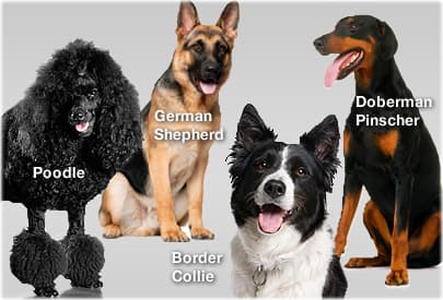 What's the smartest dog breed? Your Answer: Correct Answer: