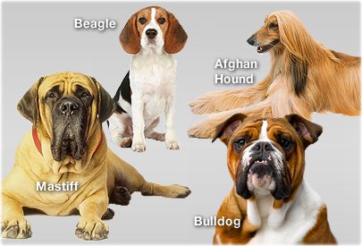 Dog Intelligence Quiz: Smartest Breeds &amp; How to Make Your Dog Smarter