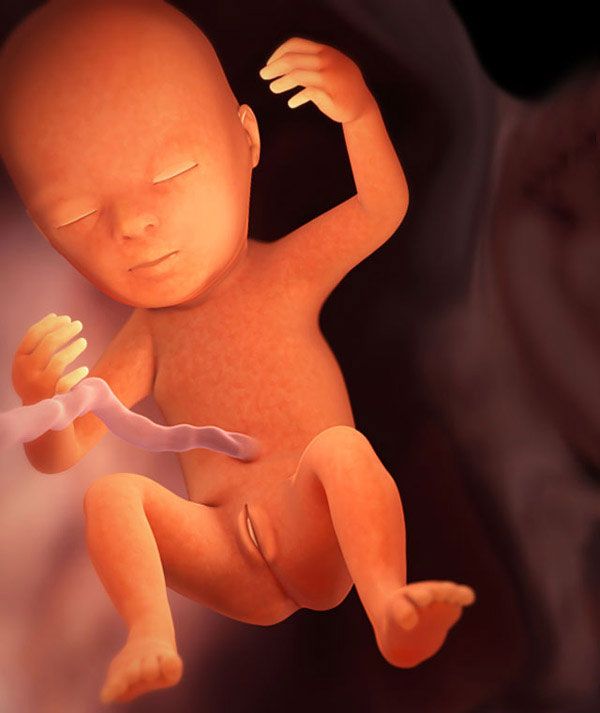 How big is an 18 week fetus head to toe Week 18 Pregnancy Timeline Fetal Development Week By Week With Pictures