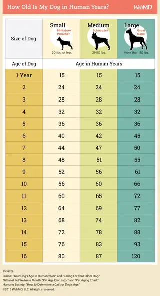 dogs age chart