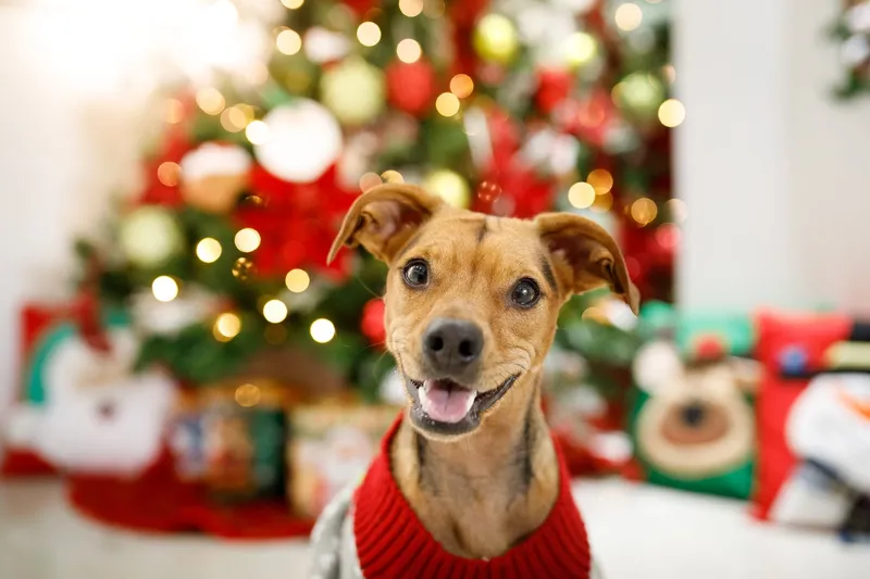 4 Tips to Keep Your Pets Safe From Holiday Hazards