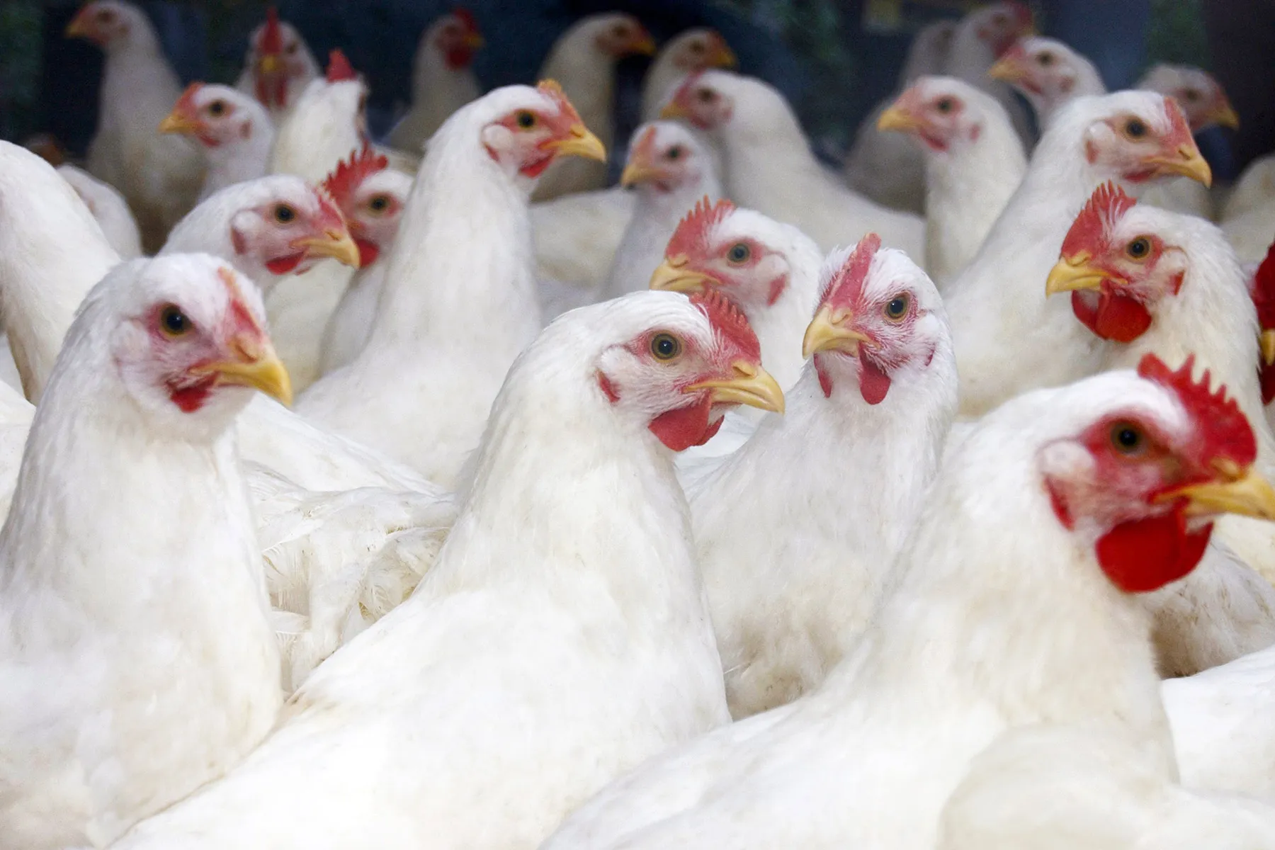 U.S. to Check Vaccine in Poultry as Fowl Flu Deaths Rise