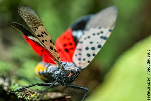 photo of spotted lanternfly