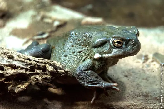 photo of sonoran desert toad