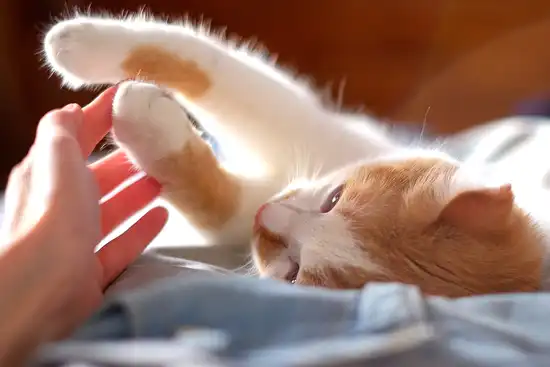 photo of cat touching human hand