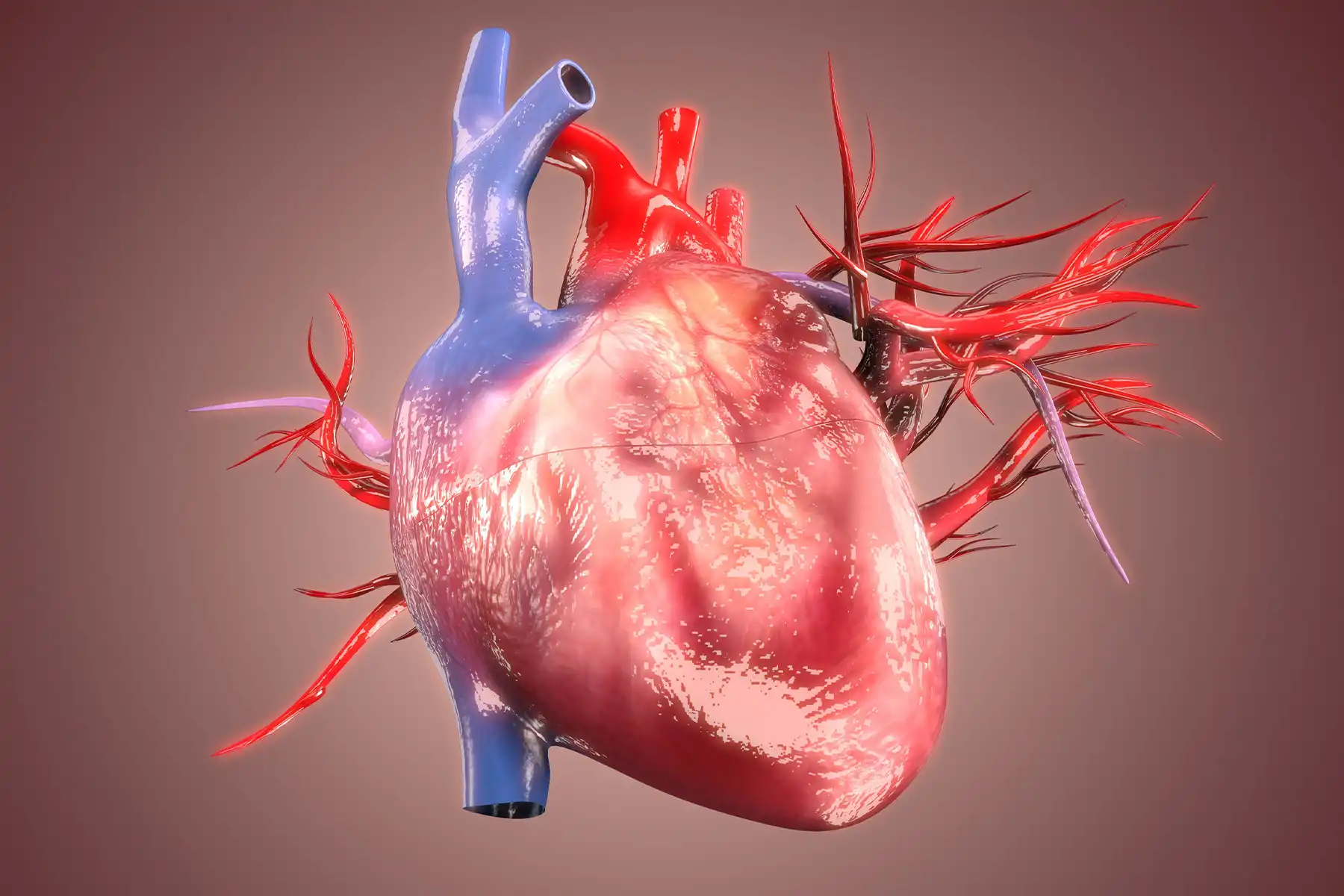 photo of medical illustration heart organ vessel r