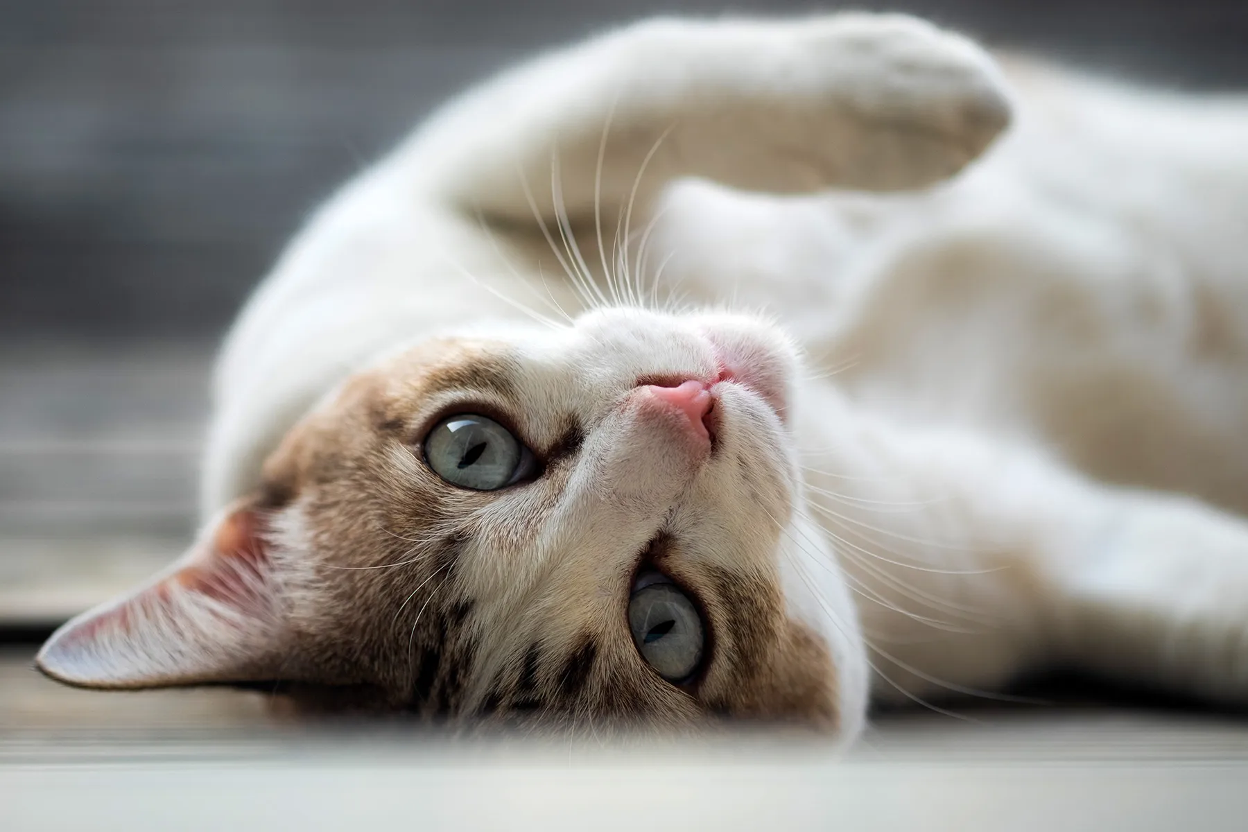 FDA Approves Drug for Cats With Allergic Pores and skin Illness