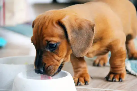 photo of puppy eating