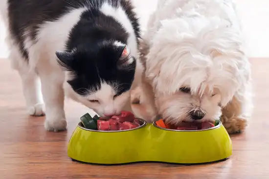 cat and dog eating from food bowl