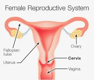 Picture of cervix