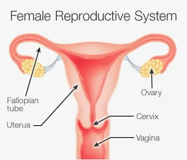 picture of female reproductive system