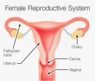 picture of female reproductive system