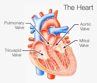 Picture of the heart valves