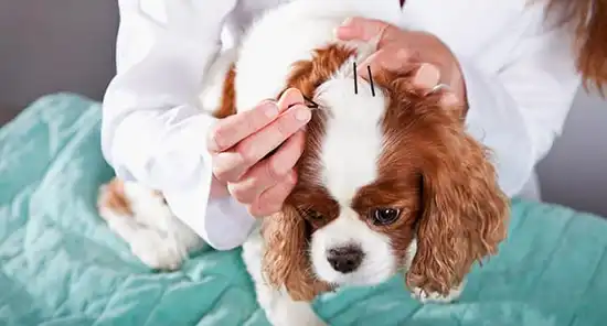 dog receiving acupuncture treatment