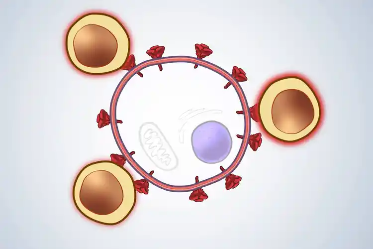 How Do COVID-19 mRNA Vaccines Work?