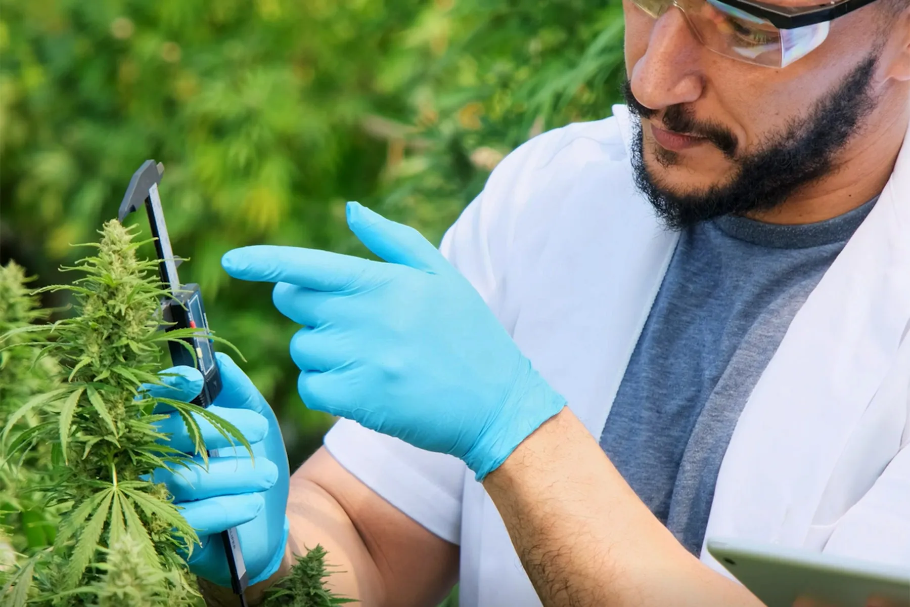 Is This a New Era of Medical Marijuana Breakthroughs?