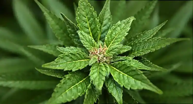Medical Marijuana: What Does It Treat?