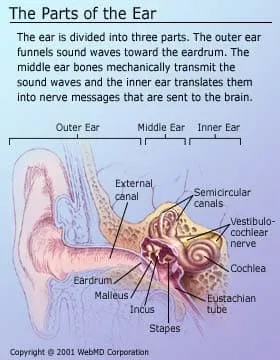 parts of the ear