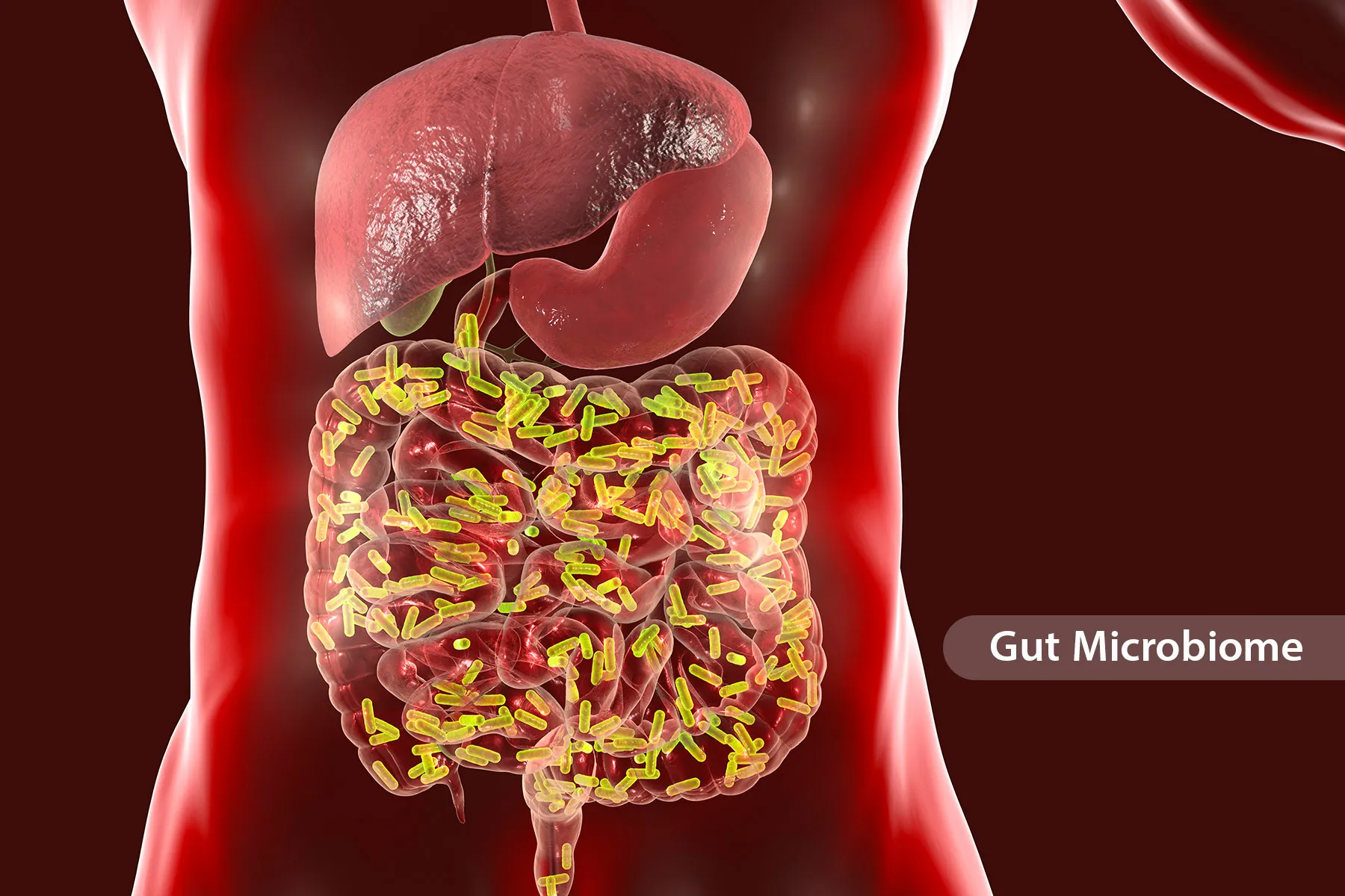 Gut Microbiome Changes Throughout the Day and With the Seasons