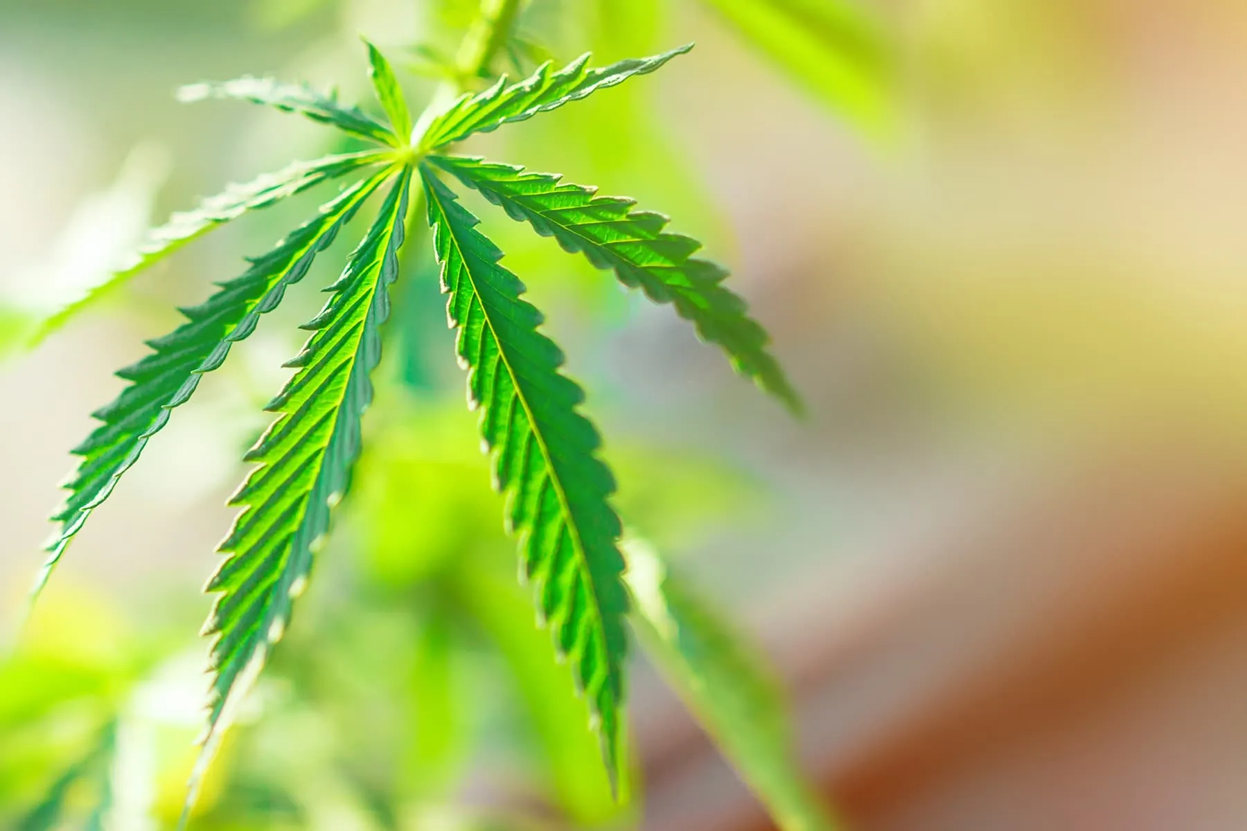 Marijuana Can Have an effect on Fetal Improvement, Even If Used Early in Being pregnant