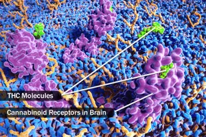 cannabinoid receptors in brain