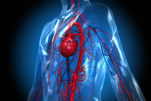 photo of heart and circulatory system anatomy