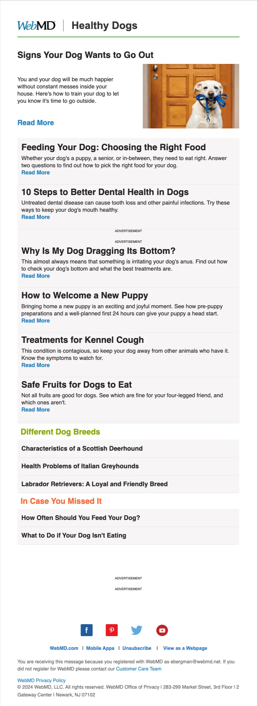 Healthy Dogs