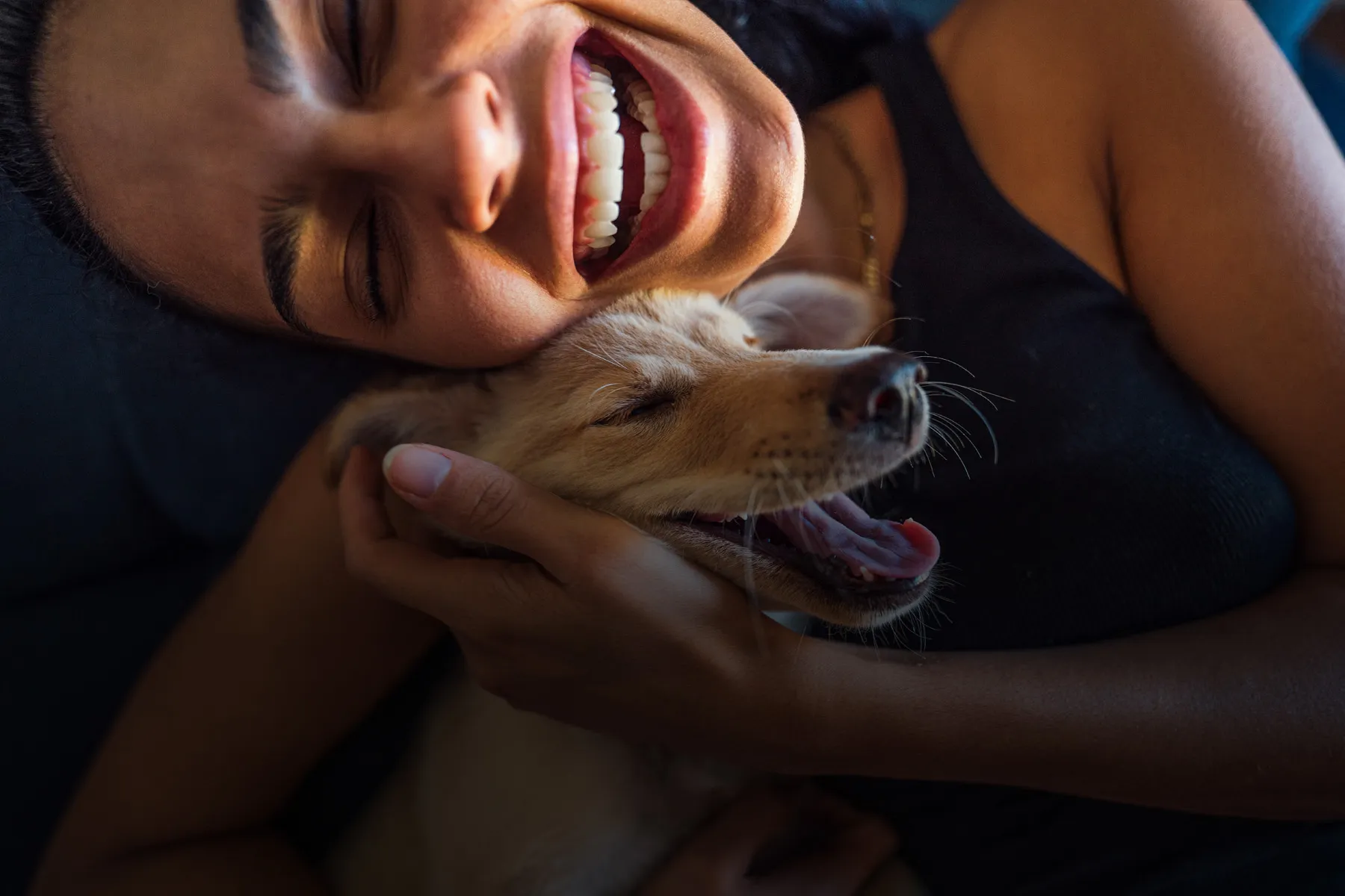 CBD Wellness Products for Your Pets